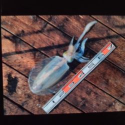 こかわ渡船　雅丸 釣果