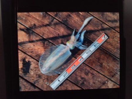 こかわ渡船　雅丸 釣果