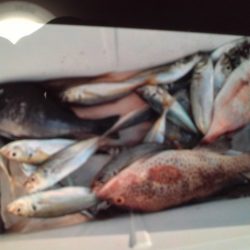 こかわ渡船 雅丸 釣果