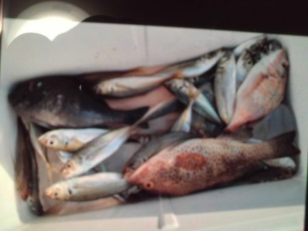 こかわ渡船 雅丸 釣果