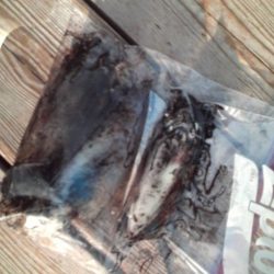 こかわ渡船　雅丸 釣果