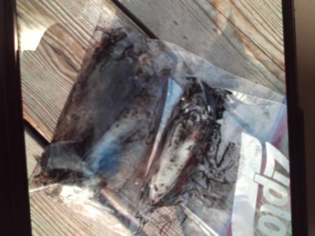 こかわ渡船　雅丸 釣果