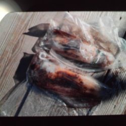 こかわ渡船　雅丸 釣果