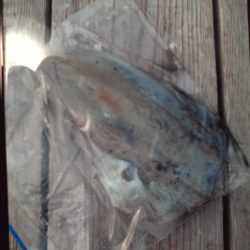 こかわ渡船　雅丸 釣果