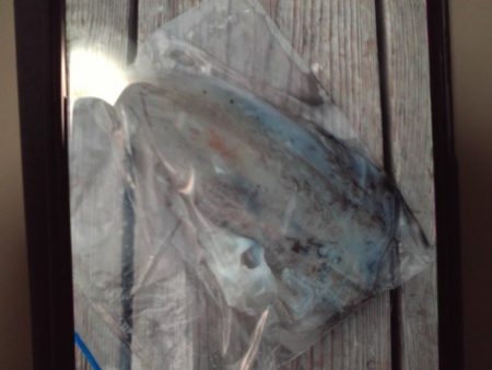 こかわ渡船　雅丸 釣果