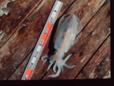 こかわ渡船　雅丸 釣果