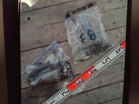 こかわ渡船　雅丸 釣果