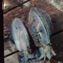 こかわ渡船　雅丸 釣果