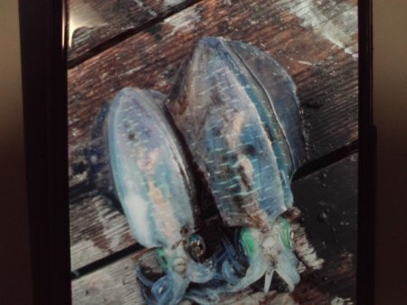 こかわ渡船　雅丸 釣果