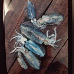 こかわ渡船　雅丸 釣果