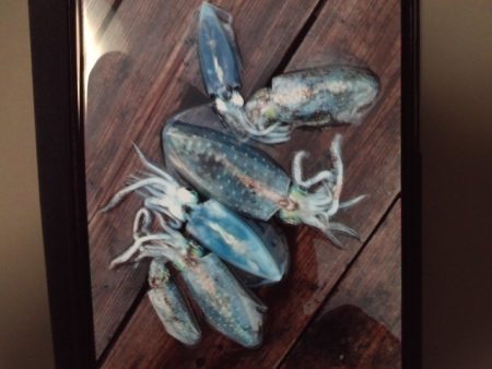 こかわ渡船　雅丸 釣果