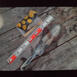 こかわ渡船　雅丸 釣果