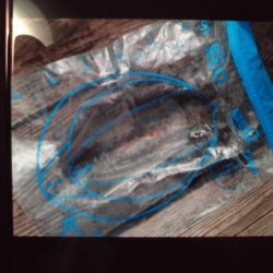 こかわ渡船　雅丸 釣果