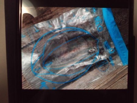 こかわ渡船　雅丸 釣果