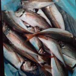 こかわ渡船　雅丸 釣果