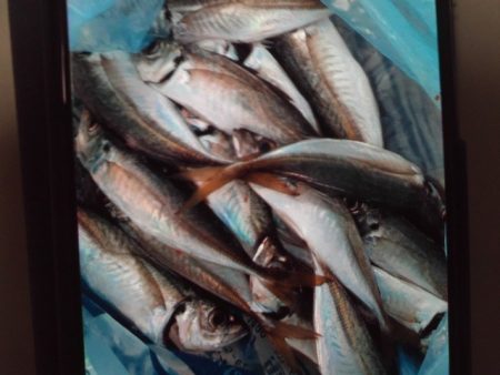 こかわ渡船　雅丸 釣果