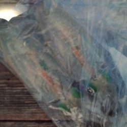 こかわ渡船 雅丸 釣果