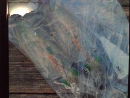 こかわ渡船 雅丸 釣果