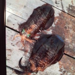 こかわ渡船　雅丸 釣果