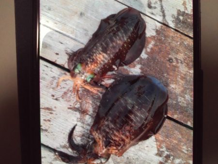 こかわ渡船　雅丸 釣果