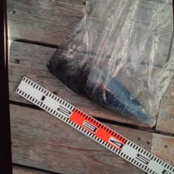 こかわ渡船　雅丸 釣果