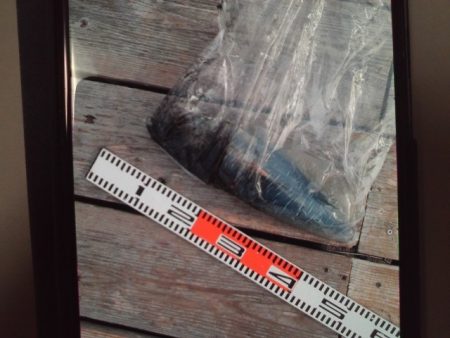 こかわ渡船　雅丸 釣果