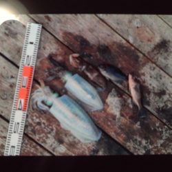 こかわ渡船　雅丸 釣果