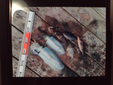 こかわ渡船　雅丸 釣果