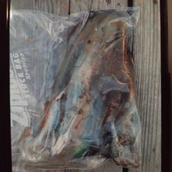 こかわ渡船 雅丸 釣果