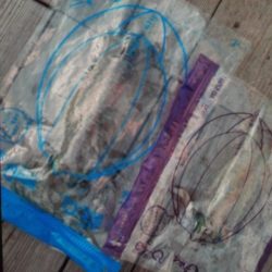 こかわ渡船　雅丸 釣果