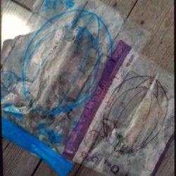 こかわ渡船 雅丸 釣果