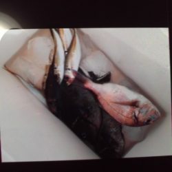 こかわ渡船　雅丸 釣果