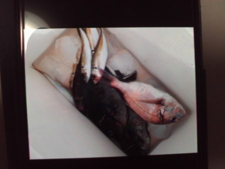 こかわ渡船　雅丸 釣果