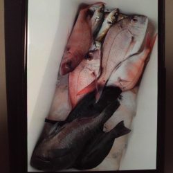 こかわ渡船　雅丸 釣果