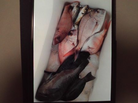 こかわ渡船　雅丸 釣果