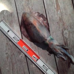 こかわ渡船　雅丸 釣果