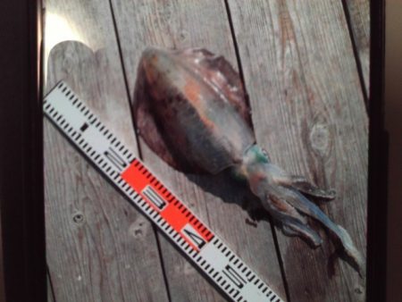 こかわ渡船　雅丸 釣果