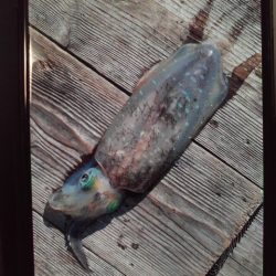 こかわ渡船　雅丸 釣果