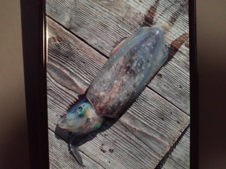 こかわ渡船　雅丸 釣果