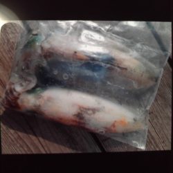 こかわ渡船　雅丸 釣果