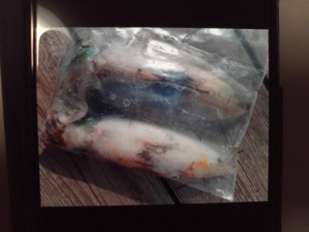 こかわ渡船　雅丸 釣果