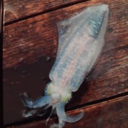 こかわ渡船　雅丸 釣果