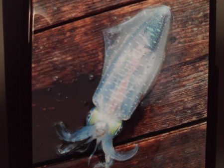 こかわ渡船　雅丸 釣果