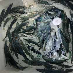星隆丸 釣果