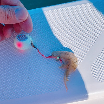 フィシングボートAir(エアー) 釣果