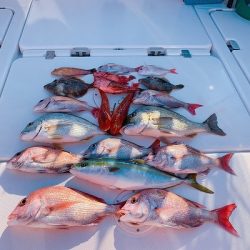 フィシングボートAir(エアー) 釣果