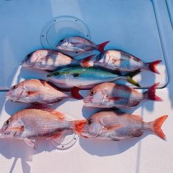 フィシングボートAir(エアー) 釣果