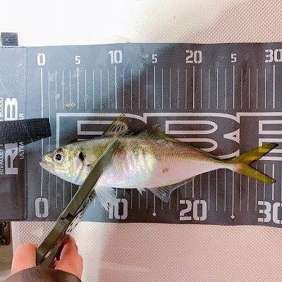 フィシングボートAir(エアー) 釣果