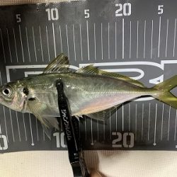 フィシングボートAir(エアー) 釣果