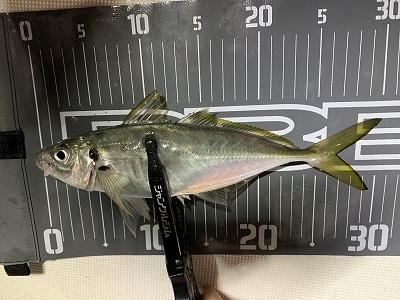 フィシングボートAir(エアー) 釣果